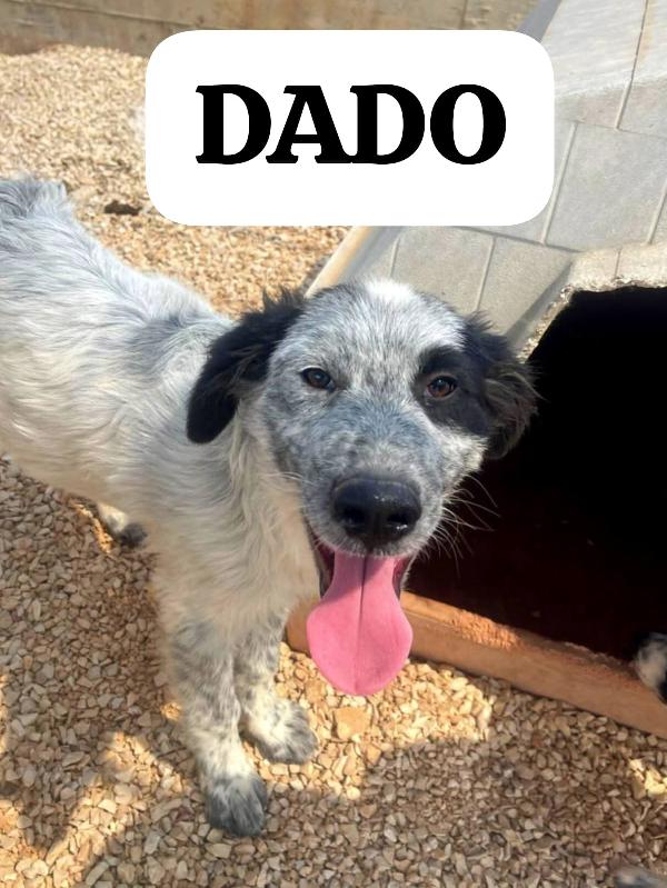 Dado Meraviglioso Dolce Cucciolotto In Canile